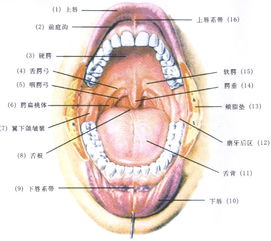 了解我们的口腔，更好地保护自己